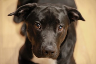 A close-up of a black dog with attentive brown eyes. The dog appears to be looking directly at the camera with a curious and hopeful expression. The background is a neutral, blurred beige color, bringing focus to the dog's face.