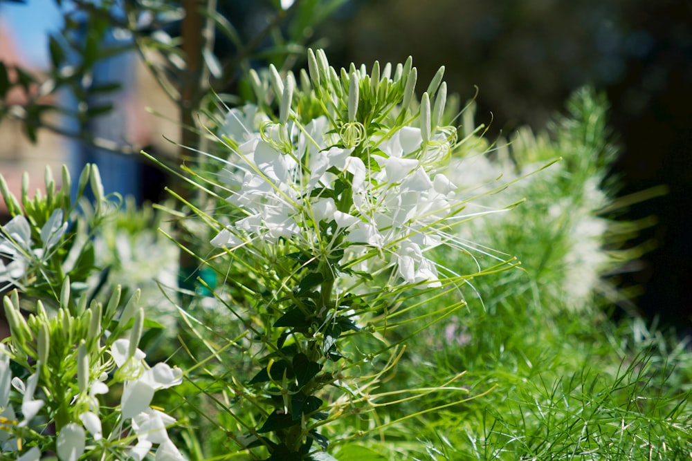 white flowers with green leaves