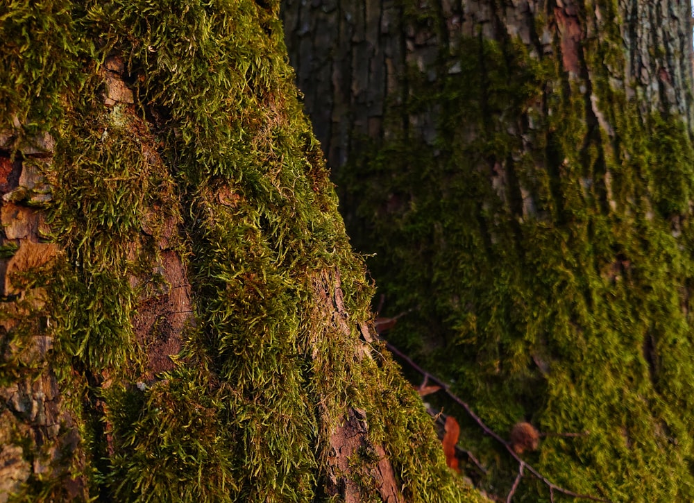 brown dried leaves on brown tree trunk