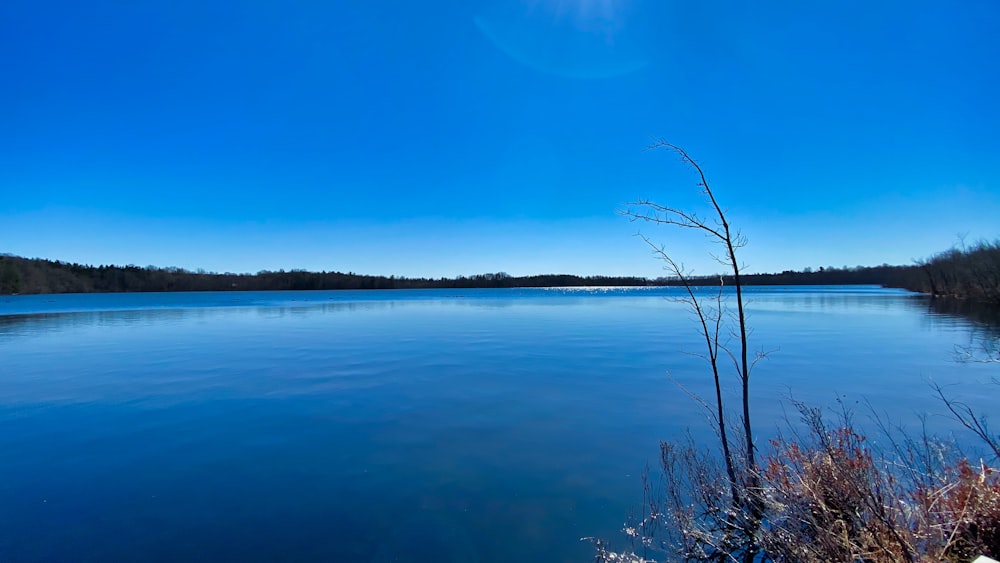 leafless tree on body of water under blue sky during daytime