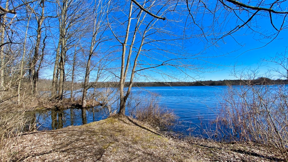 leafless tree near body of water during daytime