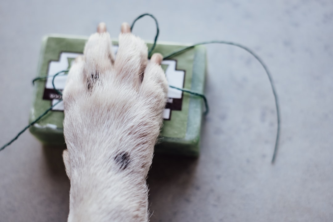 white and brown rodent on green plastic container