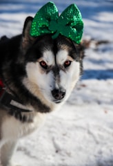 A dog with a fluffy coat stands on a snowy surface. It has a large, glittery green bow on its head shaped like a four-leaf clover, adding a festive touch.