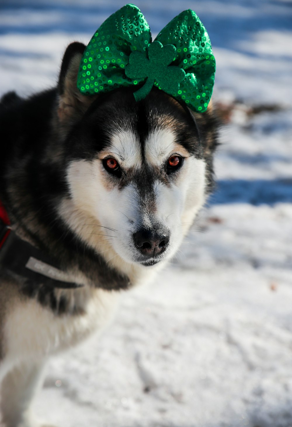 black and white siberian husky with green ribbon on head