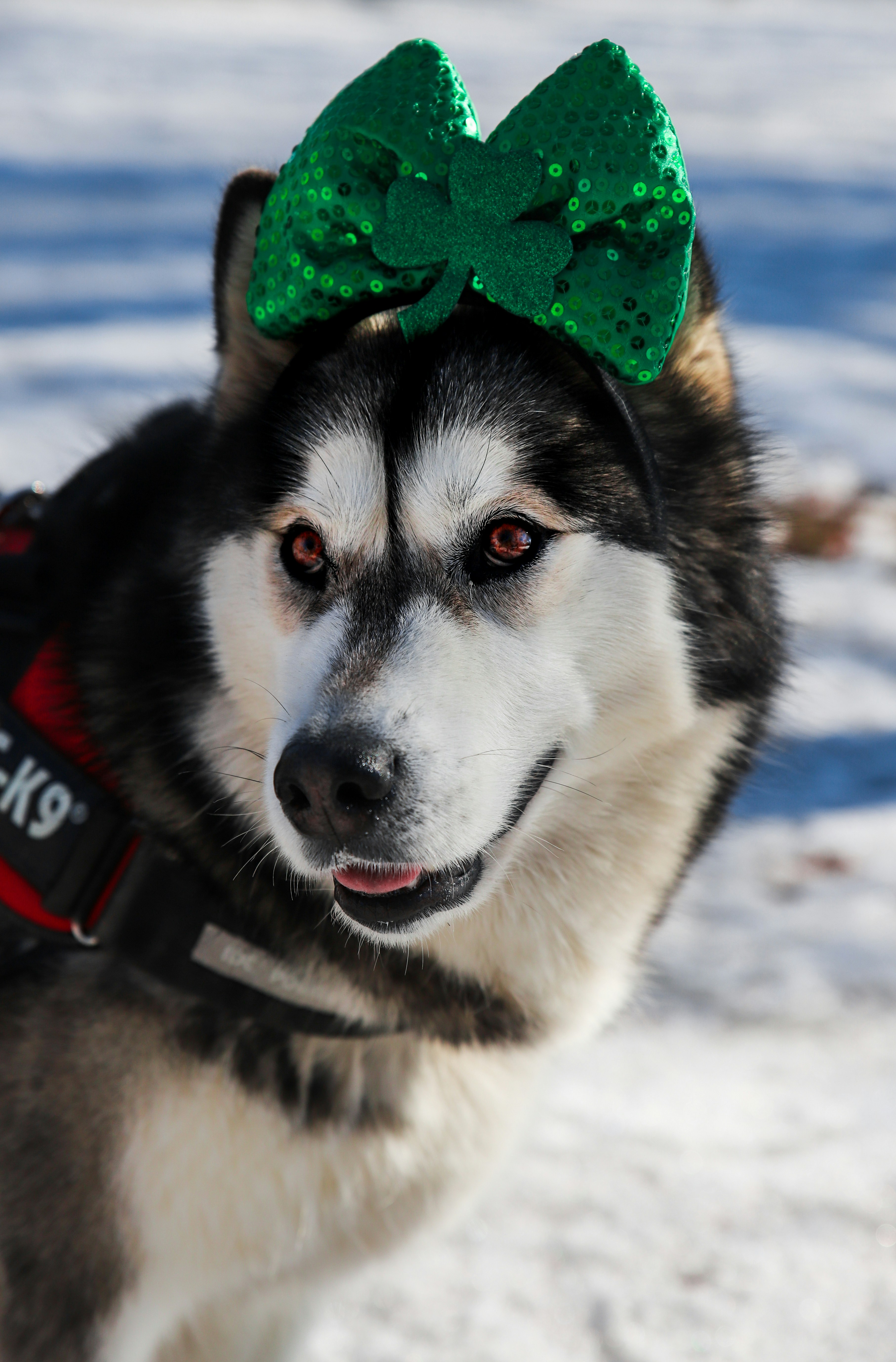 black and white siberian husky with green hat on snow covered ground during daytime
