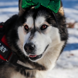 黑白相间的西伯利亚哈士奇，戴着绿色的帽子，白天在白雪覆盖的地面上