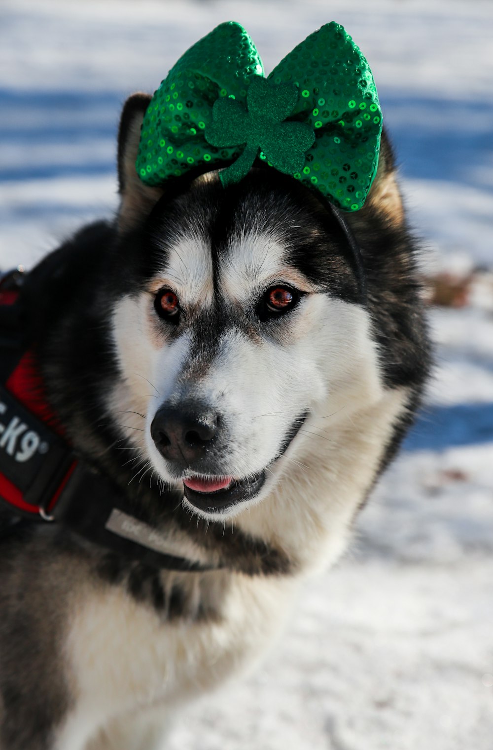 black and white siberian husky with green hat on snow covered ground during daytime