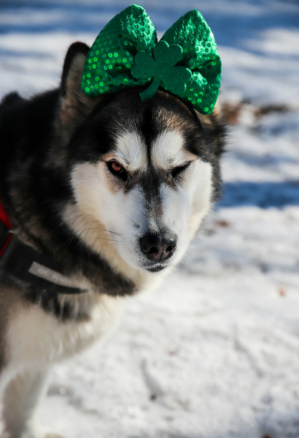 black and white siberian husky with green and red hat on snow covered ground during daytime