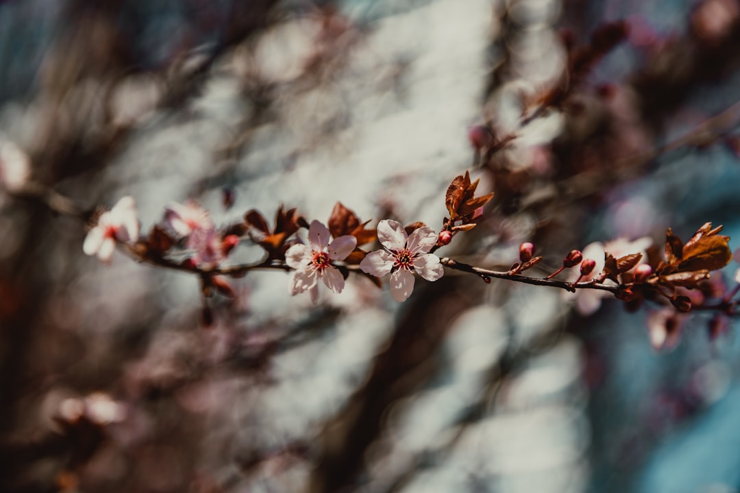 pink cherry blossom in close up photography