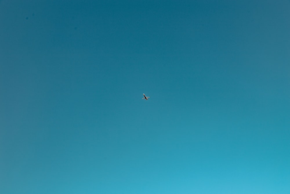 black bird flying under blue sky during daytime