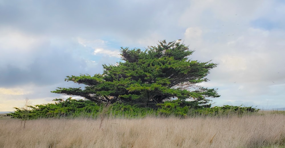 green tree on brown grass field during daytime