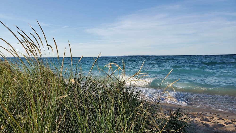 green grass near body of water during daytime