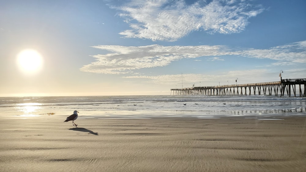 man in black shirt and pants walking on beach during daytime