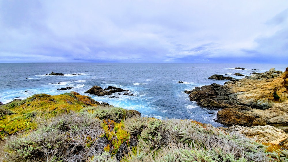 green grass on rocky shore during daytime