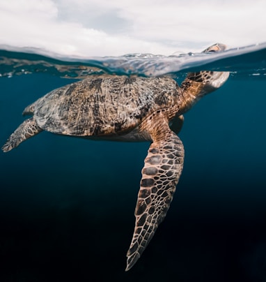 brown and black turtle in water