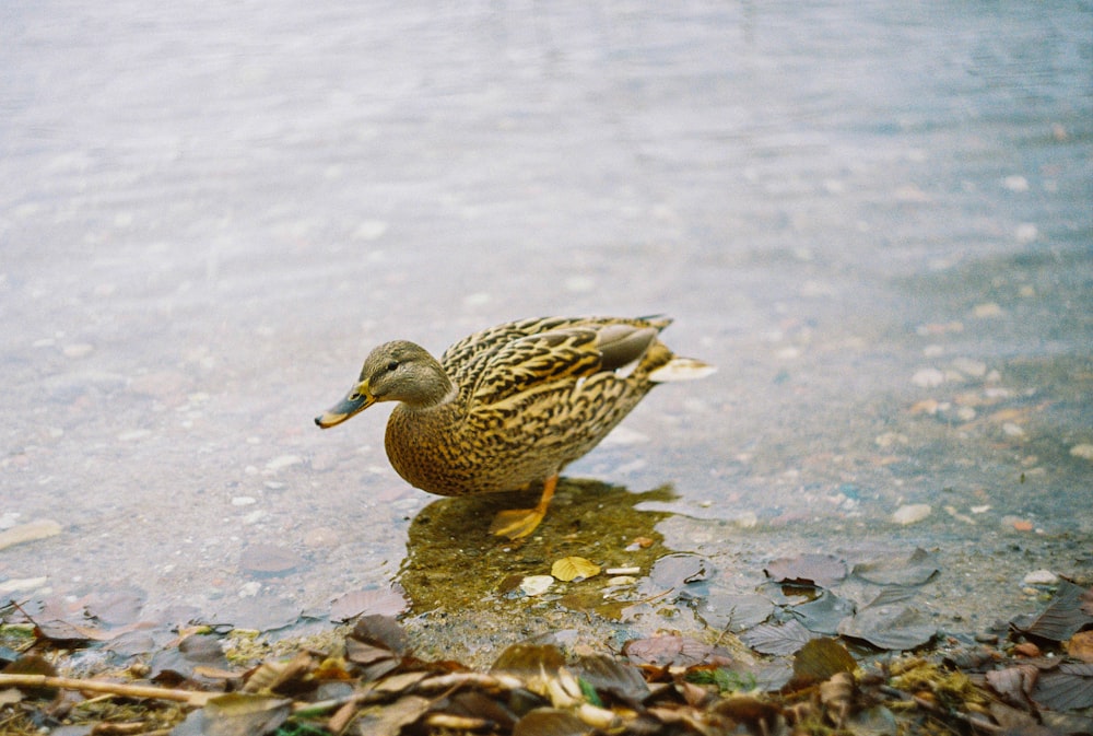 Pato marrón en el cuerpo de agua durante el día