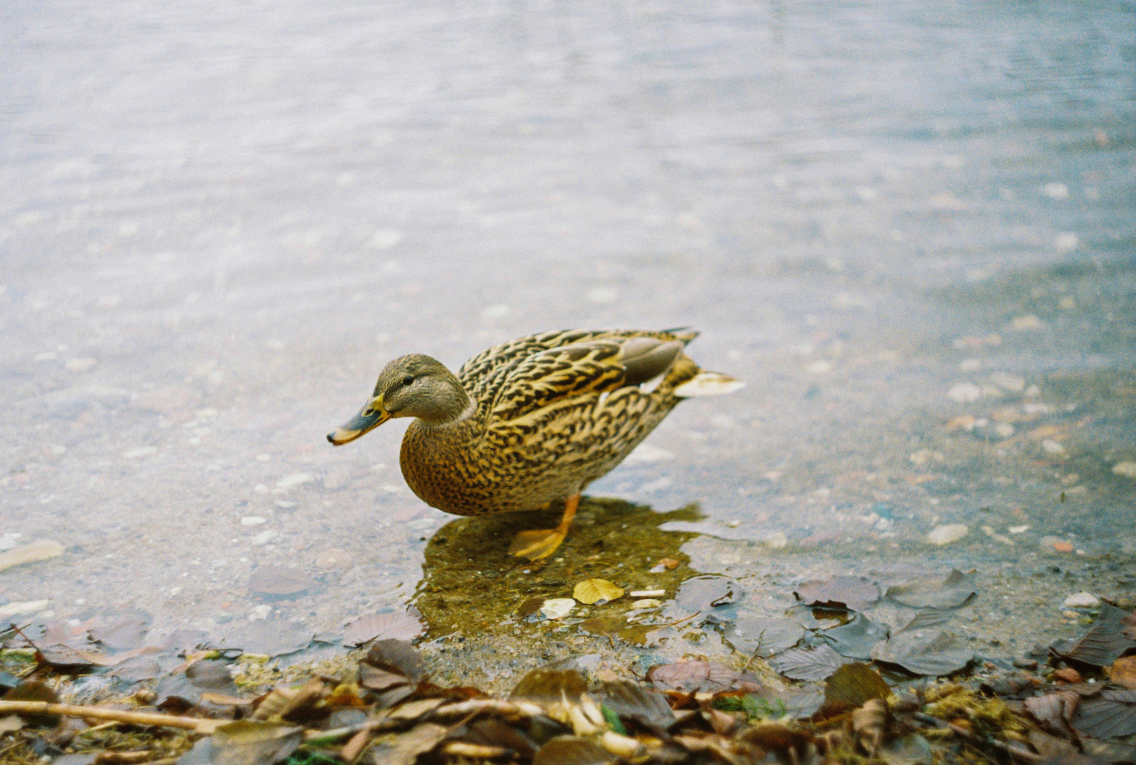 brown duck on body of water during daytime