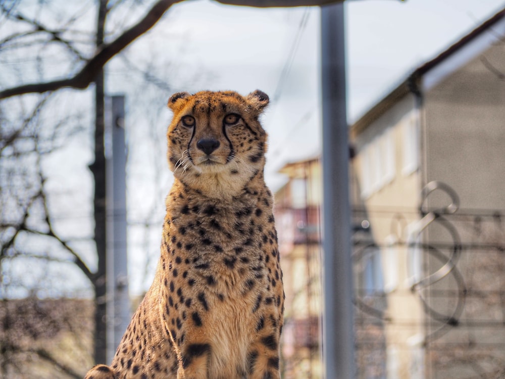 cheetah sitting on brown wooden floor