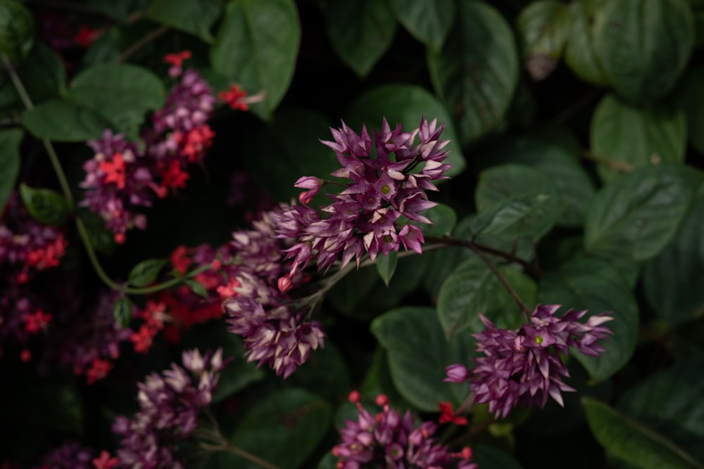 pink flowers with green leaves