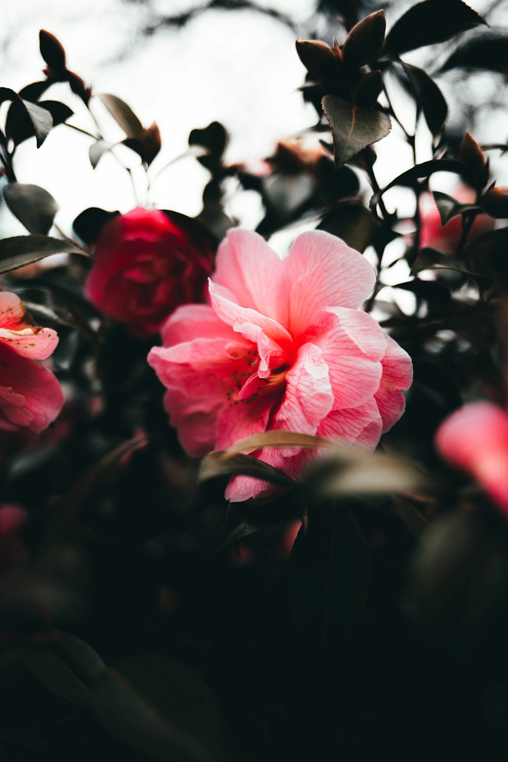 red and white flower in tilt shift lens