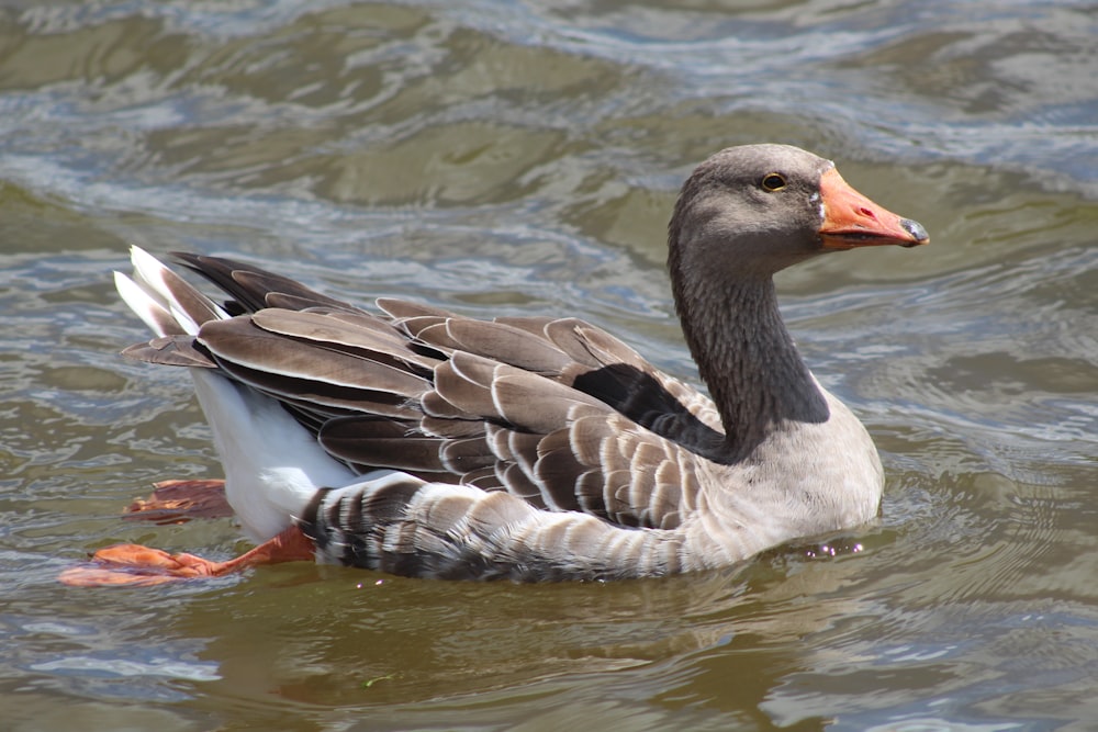 brown and white duck on water during daytime