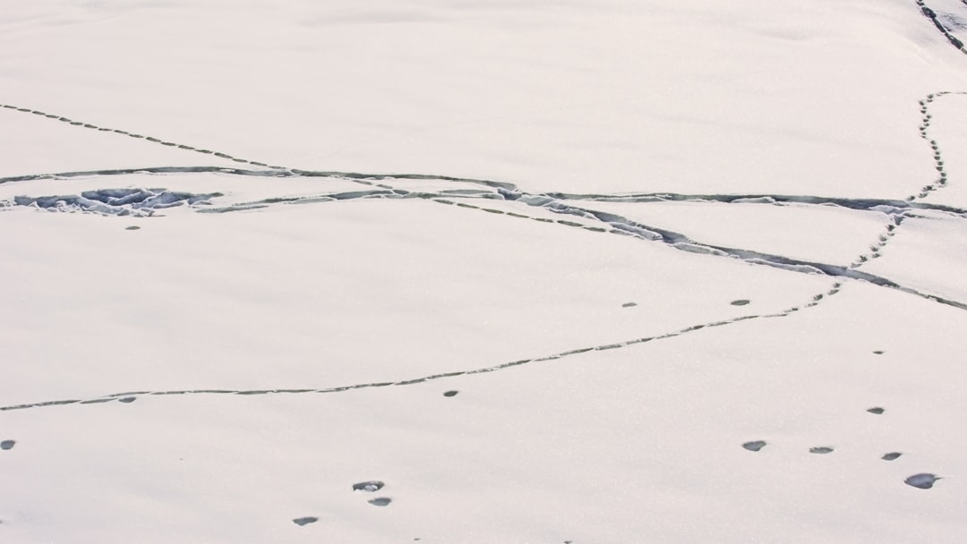 black coated wire on white snow