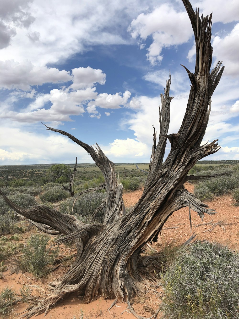 leafless tree on brown field under white clouds and blue sky during daytime