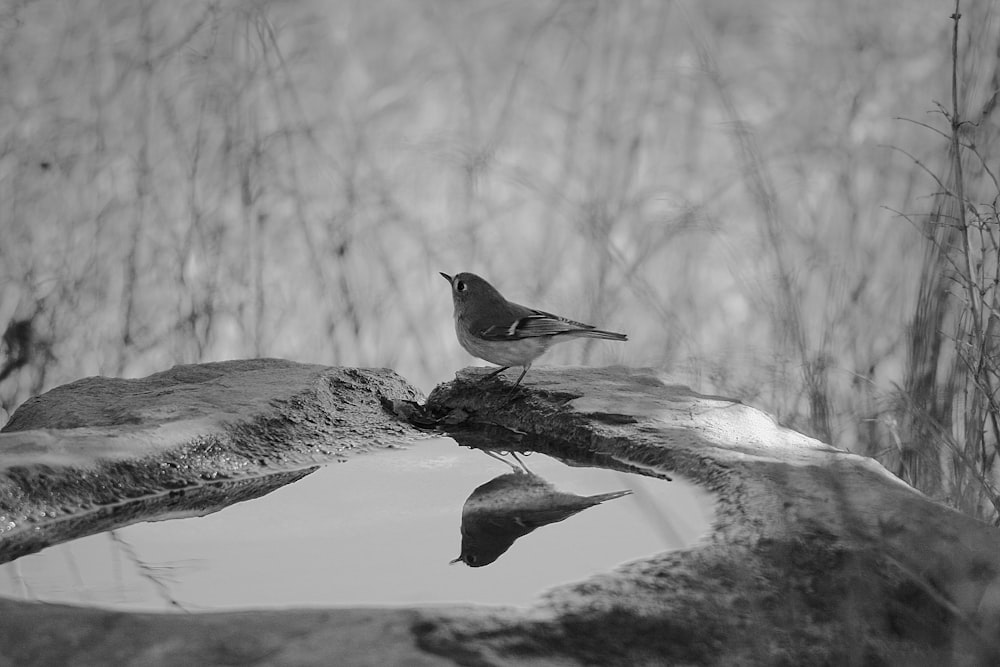 Foto en escala de grises de pájaro en la rama de un árbol