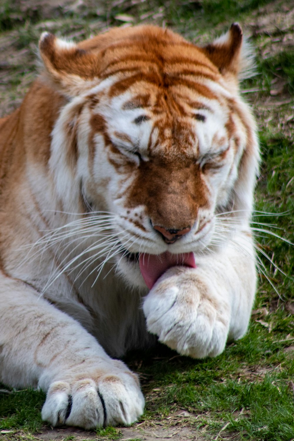 Tigre brun et blanc couché sur l’herbe verte pendant la journée