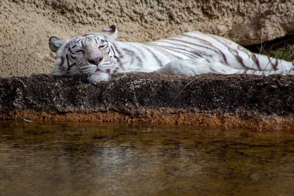 white tiger on brown rock