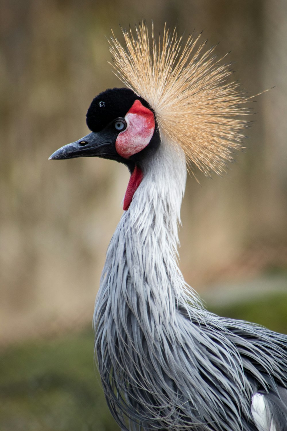 grey crowned crane in close up photography