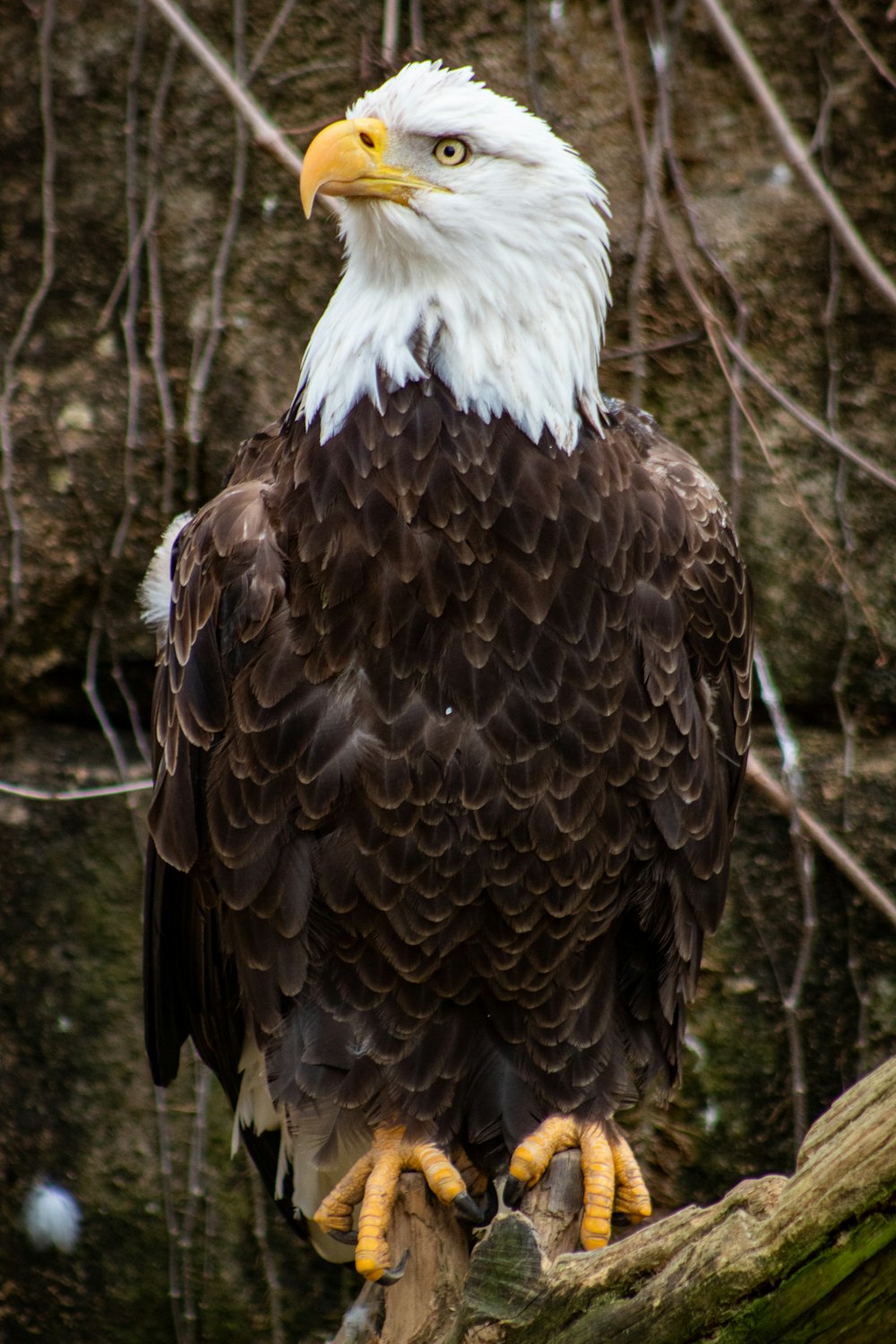 brown and white eagle on tree branch during daytime