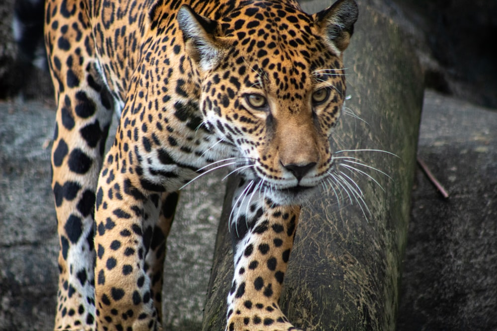 Leopardo marrón y negro sobre suelo negro