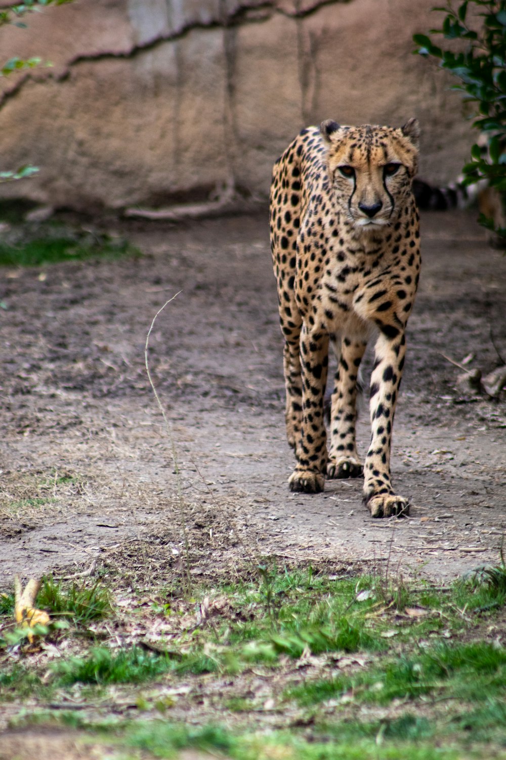 cheetah walking on brown field during daytime