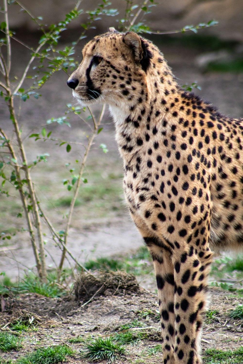 brown and black cheetah on green grass during daytime