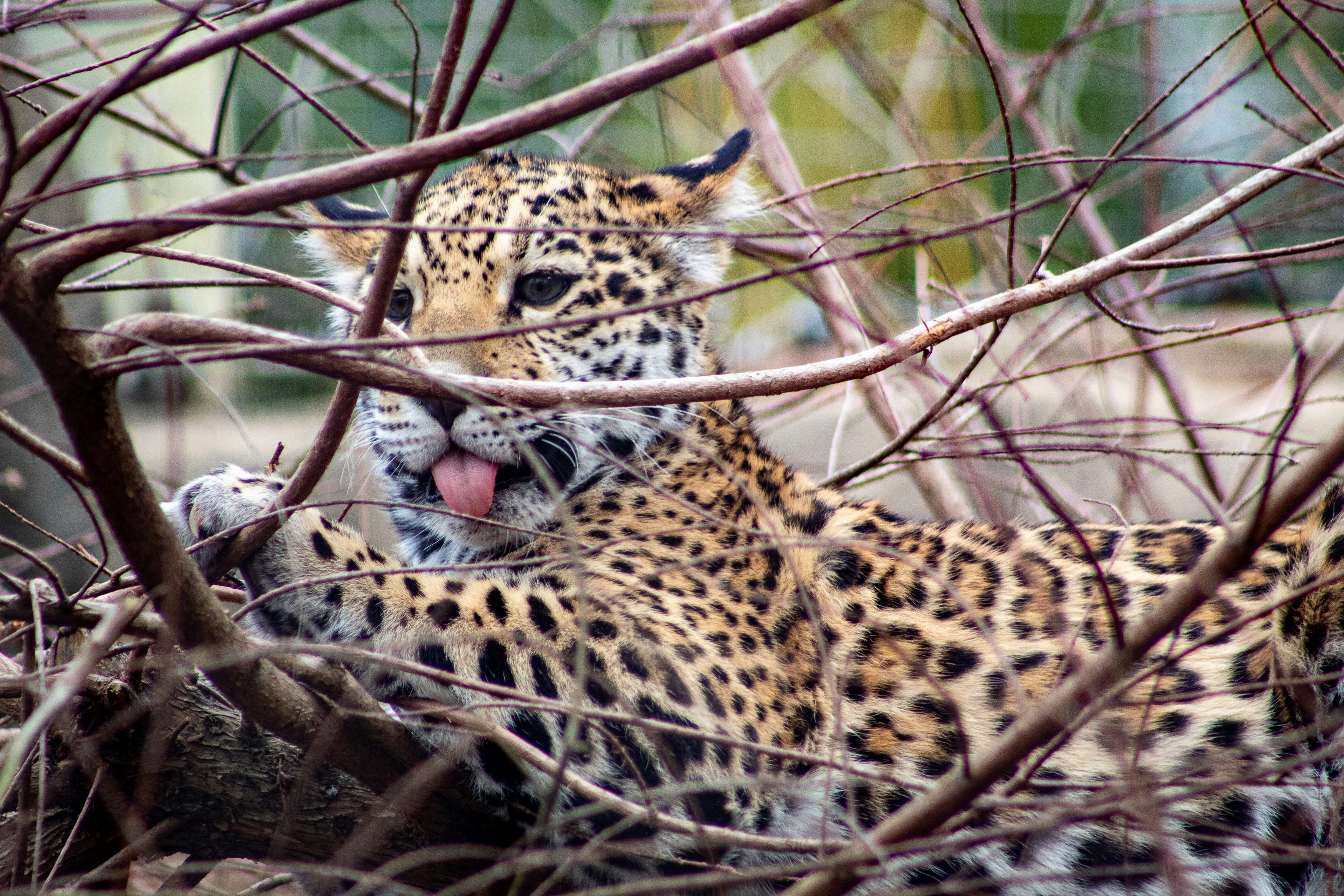 Spots Like No Other (image credits: unsplash)