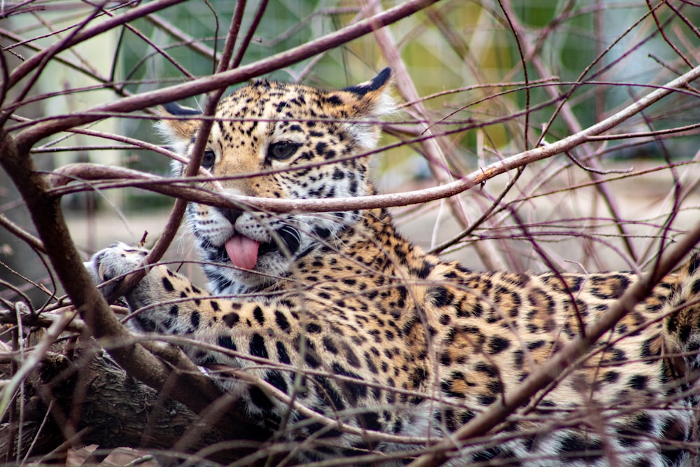 leopardo no galho marrom da árvore