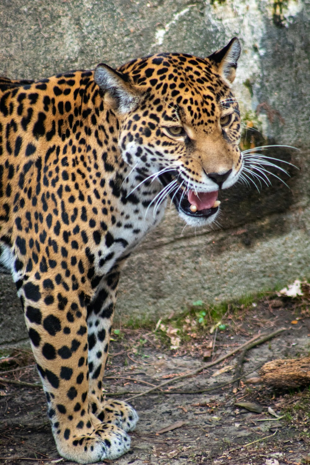 leopardo marrón y negro caminando sobre suelo marrón