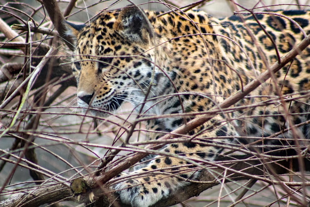 a leopard is walking through the branches of a tree