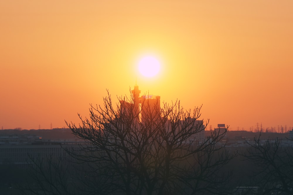 leafless tree during golden hour