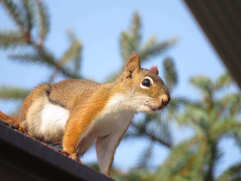 brown and white squirrel on brown wooden fence during daytime