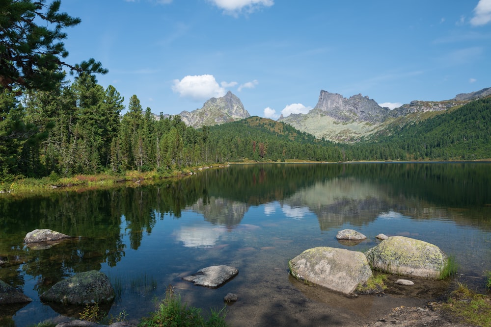 green trees near lake under blue sky during daytime