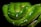 A vibrant green snake with scales glistening under the light. The body is coiled tightly, and droplets of water enhance the texture and color of the skin. The head is slightly raised, showcasing its detailed scales and alert eyes.