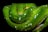 A vibrant green snake with scales glistening under the light. The body is coiled tightly, and droplets of water enhance the texture and color of the skin. The head is slightly raised, showcasing its detailed scales and alert eyes.