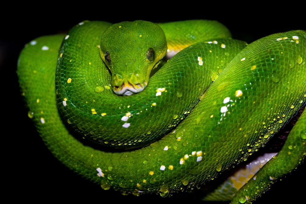 green snake on black background