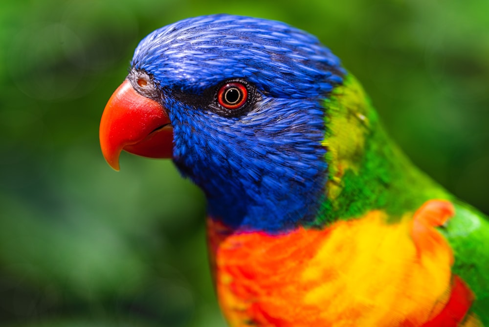 uccello blu, arancione, verde e giallo
