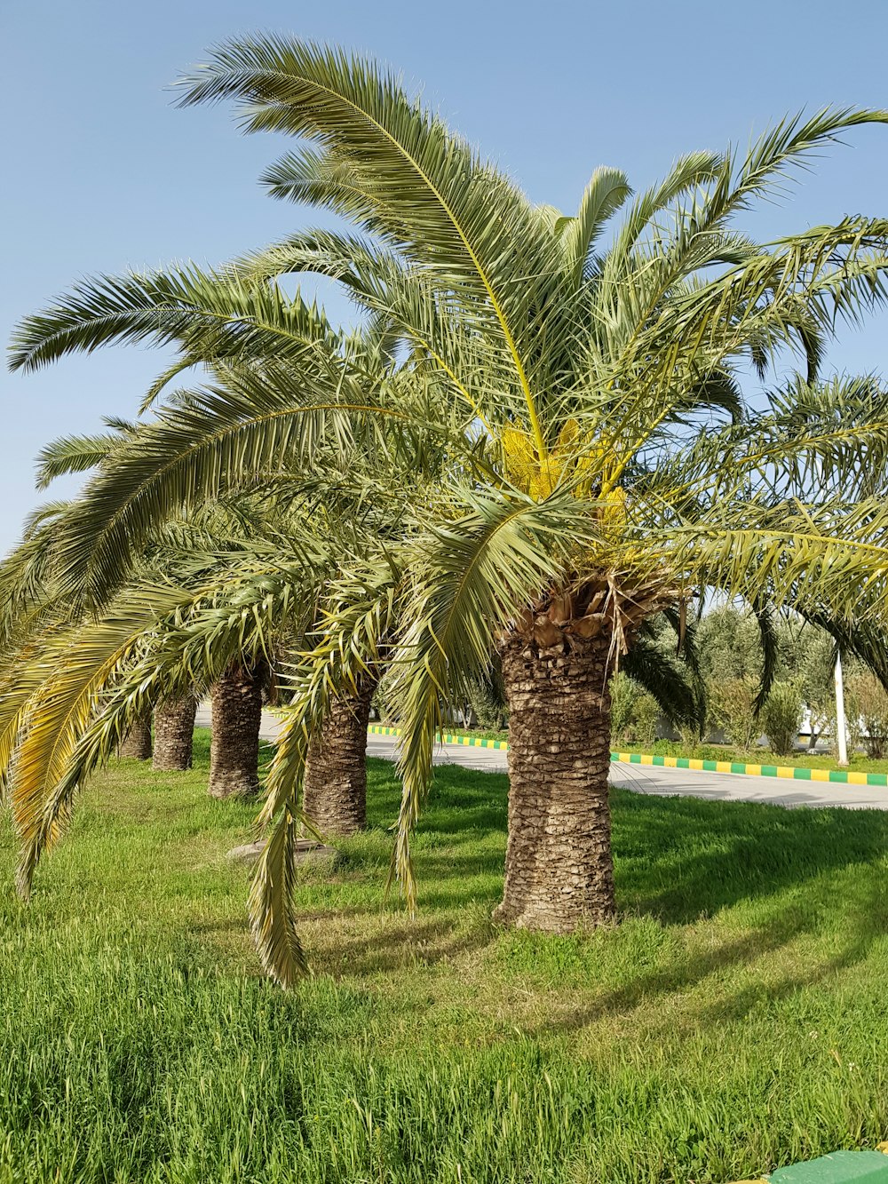 green palm tree on green grass field during daytime