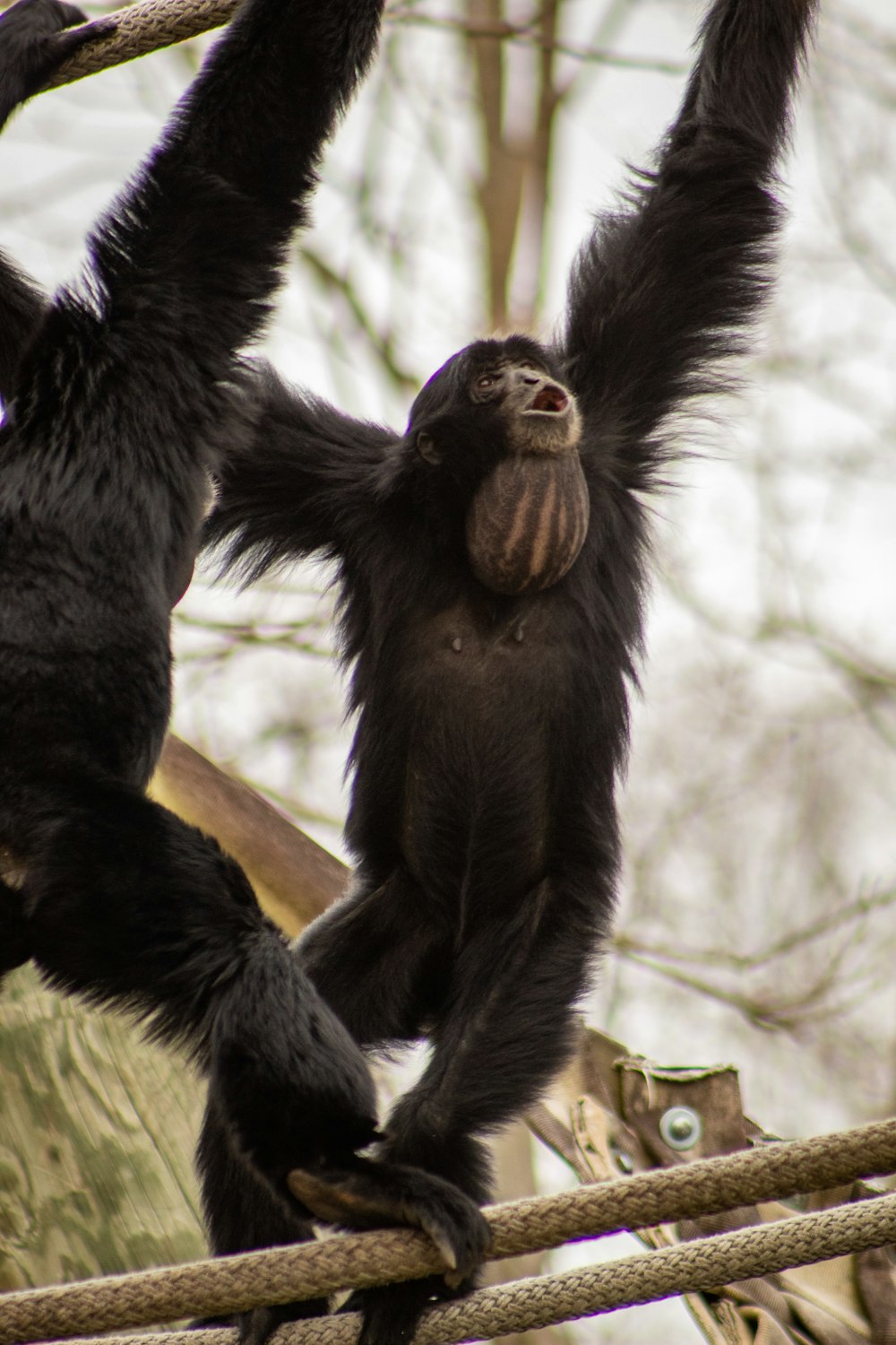 black monkey hanging on tree branch