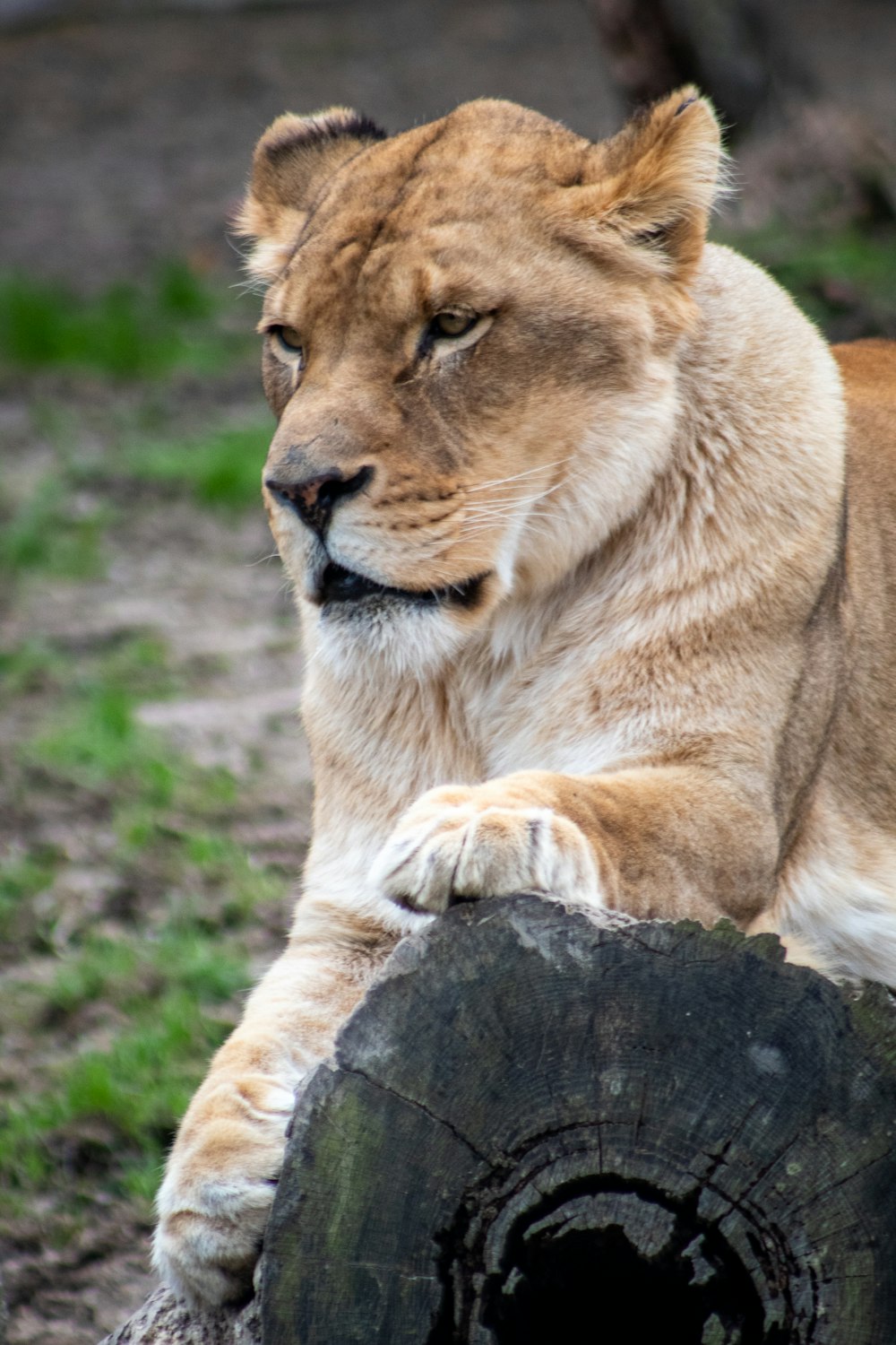 brown lioness on green grass during daytime