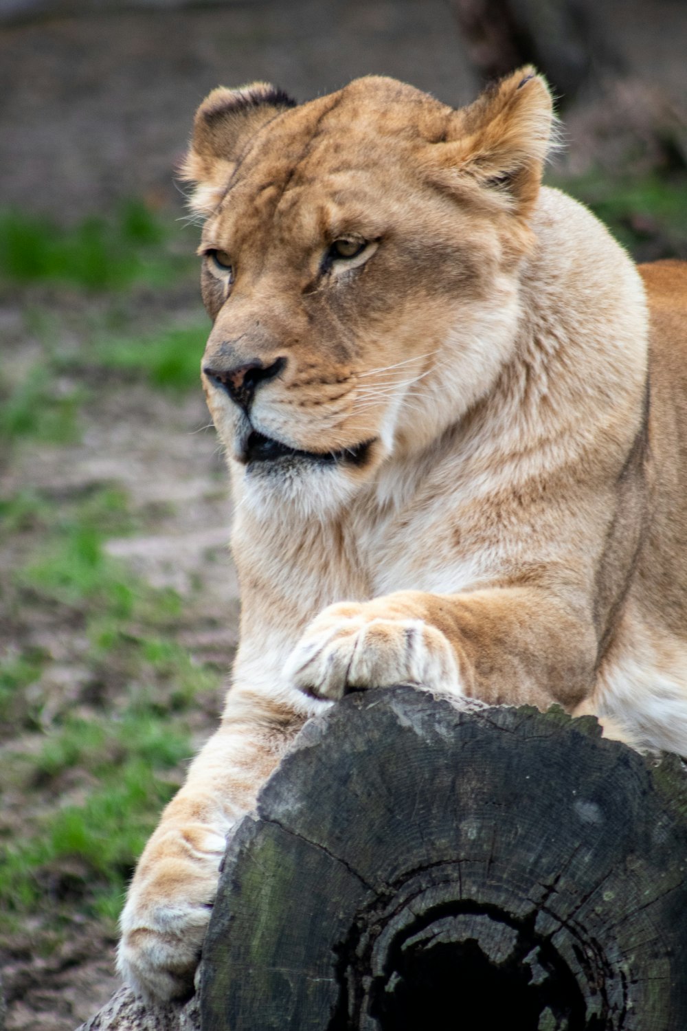 leonessa marrone su erba verde durante il giorno